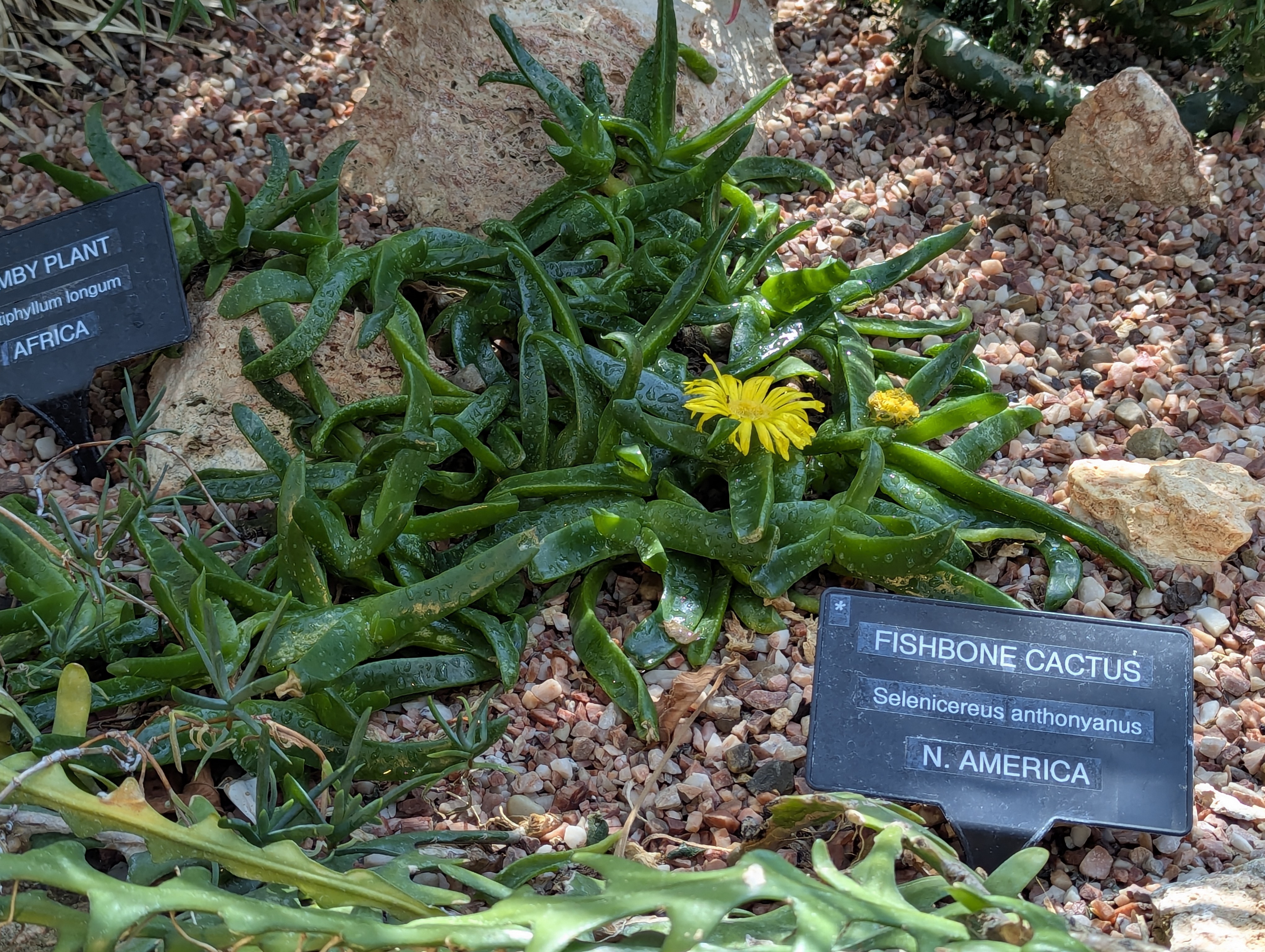 Birthday Trip to Canada, Edmonton, Pyramids, Muttart Observatory